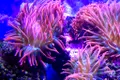 Plasticul, prezent în recifele de corali: Cu cât ne scufundăm mai mult, cu atât găsim mai mult