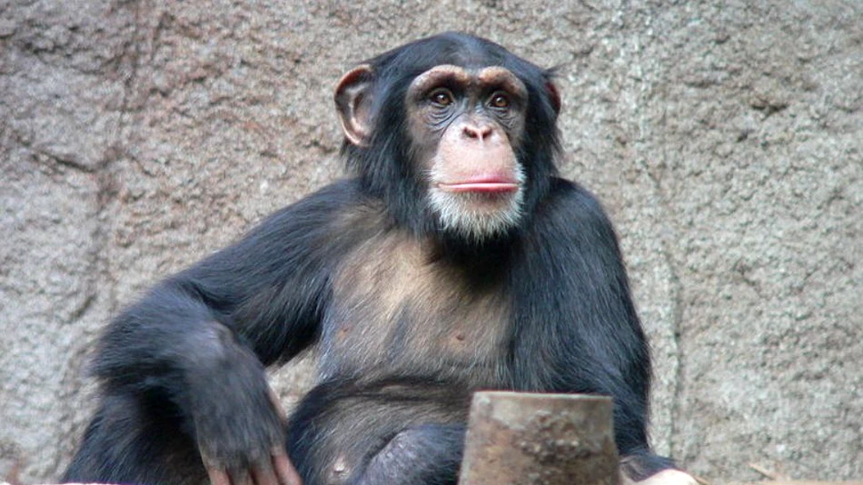 Semănăm cu cimpanzeii mai mult decât credeam. Ce asemănare extraordinară au descoperit cercetătorii între cele „noi” şi „ei”?