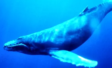 Cercetatorii descifreaza misteriosul limbaj al balenelor
