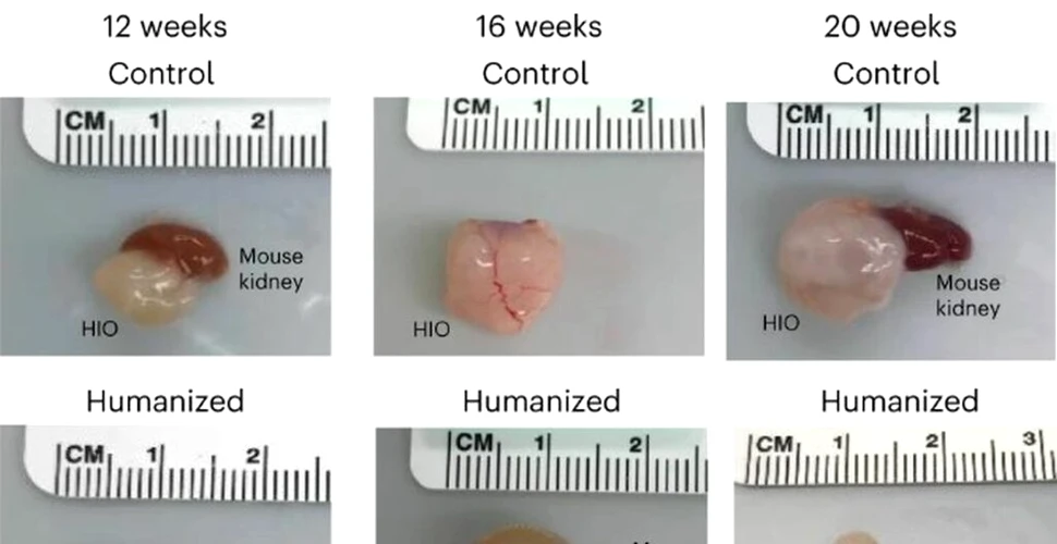 Mini-intestine umane, parțial funcționale, au fost crescute în șoareci