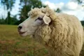 Soluția găsită de un fermier din Austria ca să-și protejeze oile de lupi