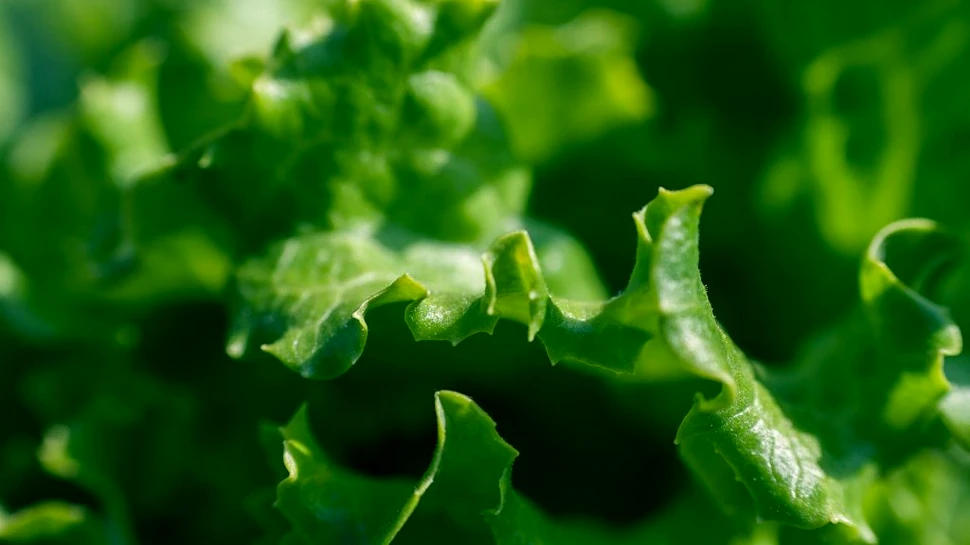 Plantele au capacitatea de a simţi când urmează să fie mâncate