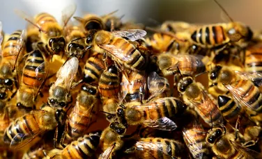 Venin de albine: proprietăţi, beneficii şi posibile reacţii adverse