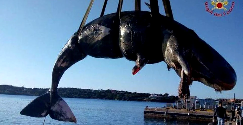 Caz tragic în Italia care scoate la iveală o mare problemă de mediu: o balenă gestantă a fost găsită moartă cu peste 20 de kilograme de plastic în stomac