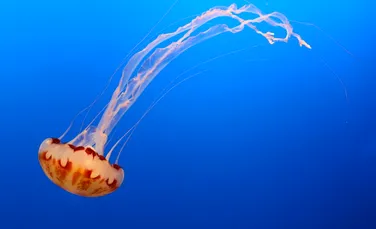 În anii 1990, NASA a trimis câteva mii de meduze în spațiu. Ce s-a întâmplat cu acestea?