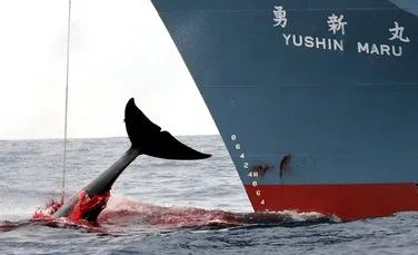 Japonia nu renunţă la vânătoarea de balene