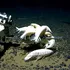 Un crustaceu uriaș populează mai bine de jumătate dintre oceanele lumii