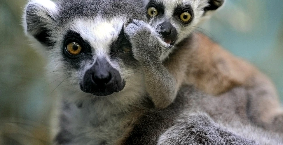 Adio, King Julien! Lemurienii prezintă cel mai mare risc de extincţie dintre toate vertebratele de pe Terra