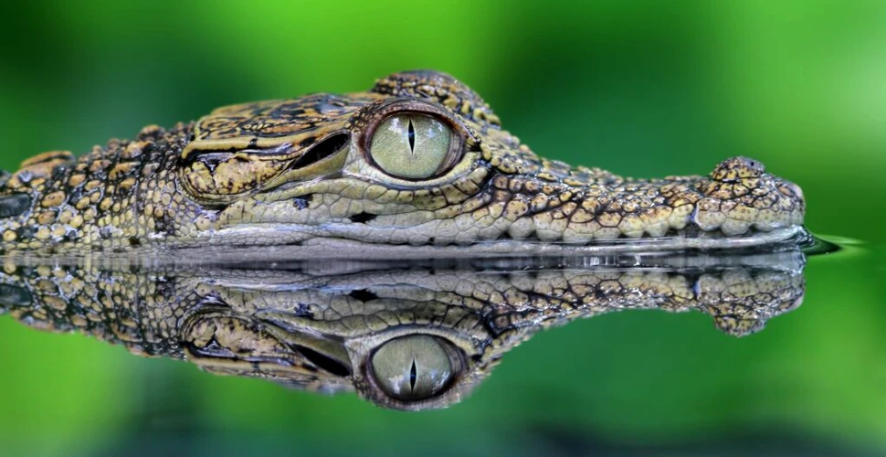 Test de cultură generală. Care este diferența dintre crocodil și aligator?