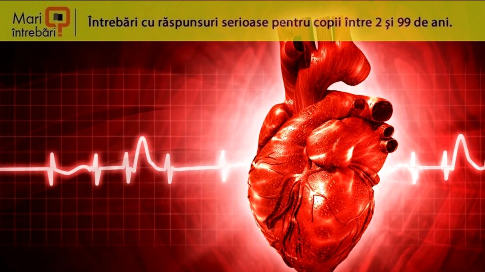 Ar putea fi atacurile de cord posibile și în cazul altor animale?