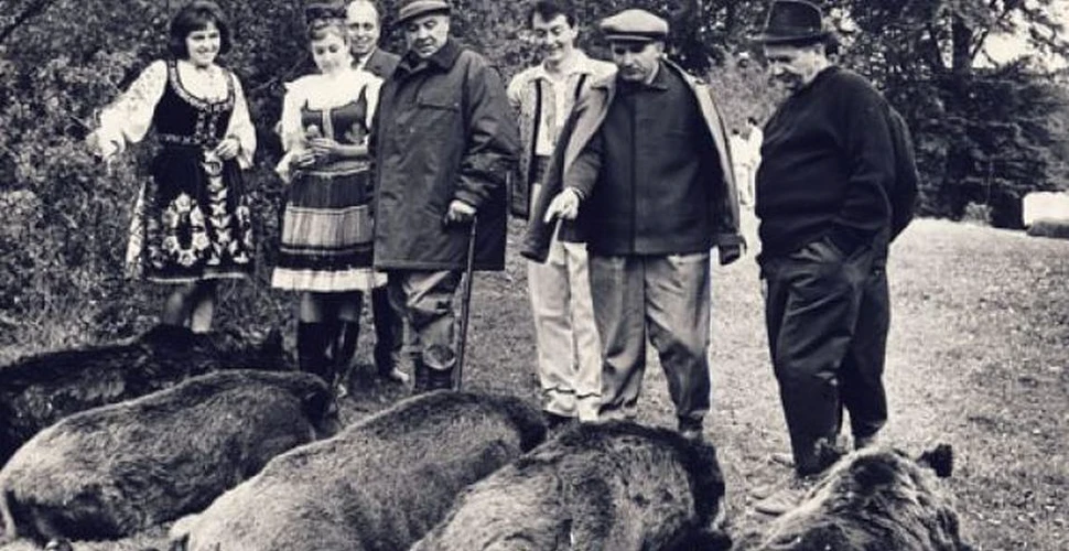 ” “Vedeţi? V-am făcut planul la carne!” Cum arată şi cât costă puşca lui Nicolae Ceauşescu, cu care a doborât un mistreţ de 300 de kilograme