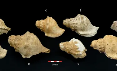 Descoperire arheologică fabuloasă: Scoicile care cântau acum 6.000 de ani