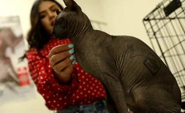 Cum a ajuns o pisică Sfinx să fie tatuată?