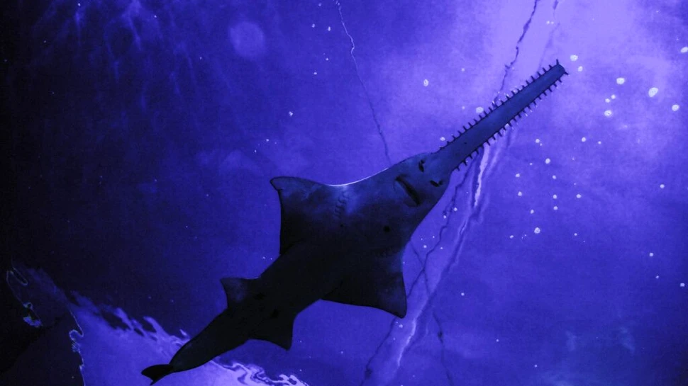 Dinții au evoluat din solzi care au migrat de pe corp în gură