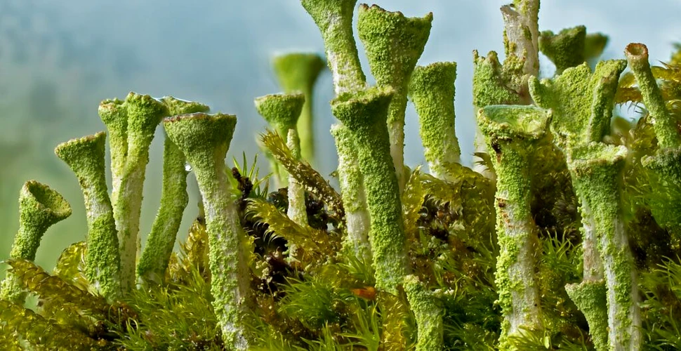 Cum se apără lichenii de metalele toxice și de aciditatea ridicată?
