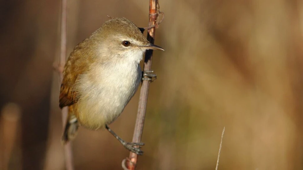 De ce păsările de munte cântă dimineața și de ce uneori sunt tăcute?