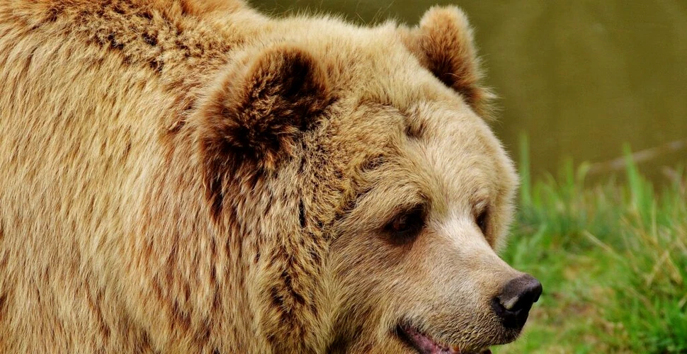 „Juan Carrito”, ursul îndrăgit de toți italienii după ce a spart o brutărie, a murit