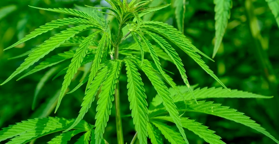 Indonezia a respins legalizarea marijuanei medicinale