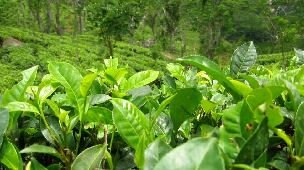 Prima specie de mamifere care a dispărut din cauza schimbărilor climatice – FOTO