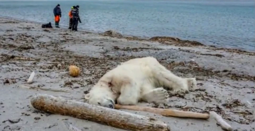 Un urs polar a fost împuşcat după ce a rănit angajatul unei nave de croazieră