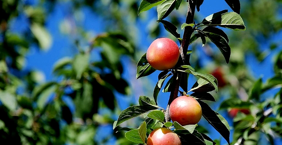 Locul din România în care se găseşte copacul cu zece soiuri de fructe