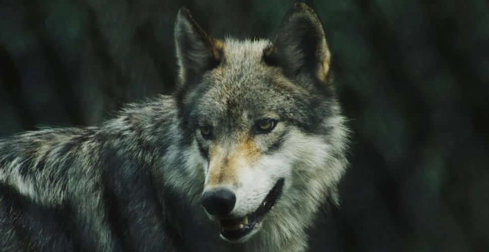 Populaţia de lupi din Germania se reface datorită unui aliat surprinzător: armata
