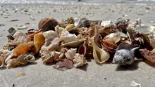 Animalele marine au colonizat pentru prima dată cochilii goale acum aproximativ 470 de milioane de ani