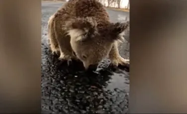Imaginea unui koala care bea apă de ploaie de pe o şosea a devenit virală – VIDEO