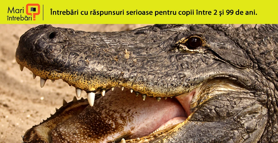 Care sunt diferenţele dintre crocodil şi aligator?