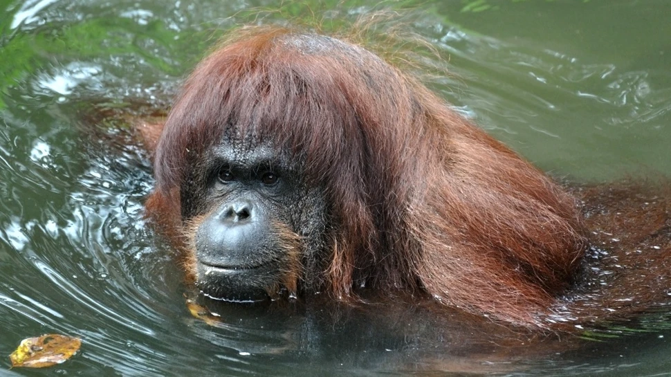 Petrecere la piscină: cum înoată maimuţele? (VIDEO)