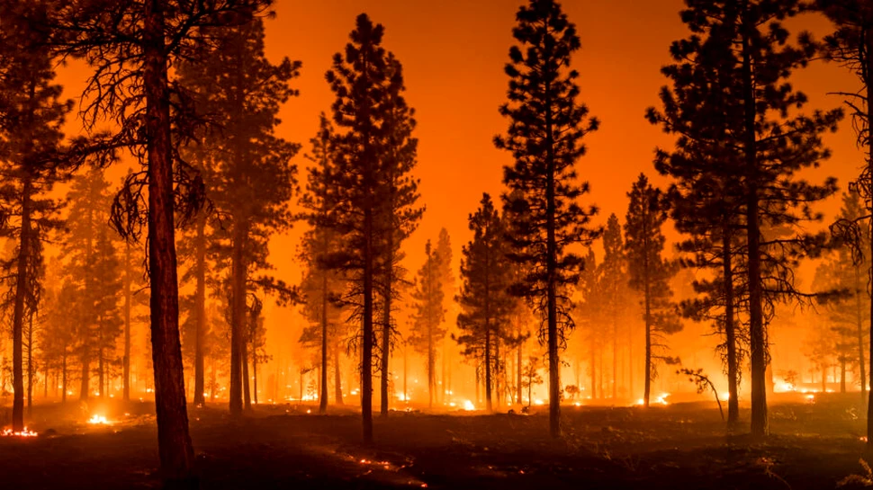 De ce nu poate ucide focul unele bacterii și ciuperci?