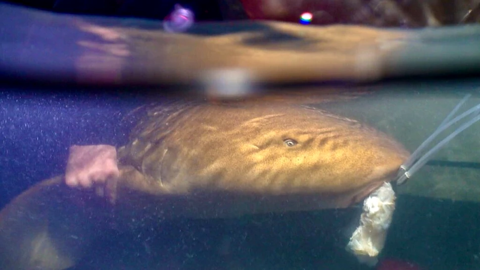 Poluarea luminoasă urbană modifică hormonii nocturni ai rechinilor