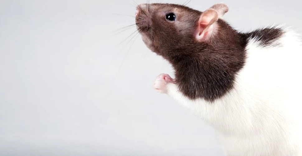 Şoarecii sar de fericire atunci când sunt gâdilaţi – VIDEO
