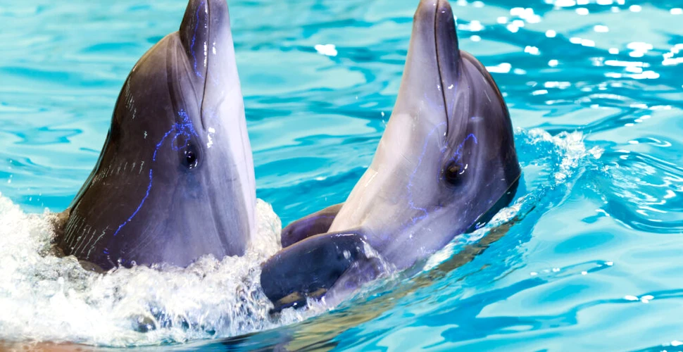 Delfinii sunt acum printre puținele mamifere cunoscute cu „un al șaptelea simț”