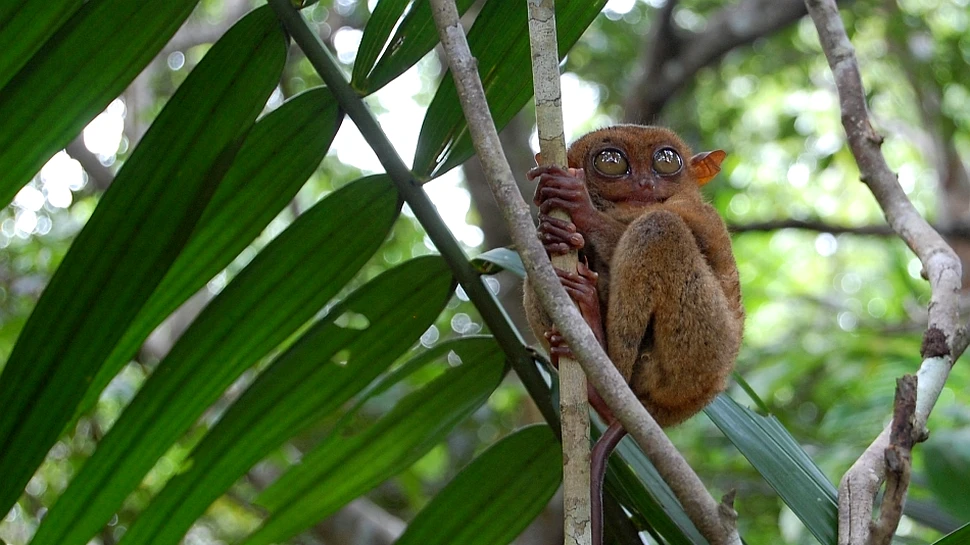 Micuţul Tarsius este periclitat de turism