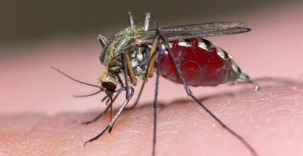 Metode de a ţine ţânţarii la distanţă: cum să elimini o mare problemă a verii
