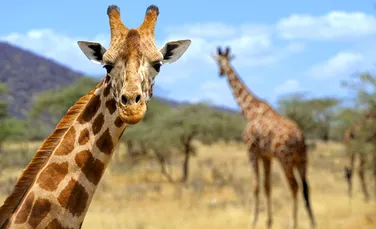 Girafele au fost puse pe lista animalelor pe cale de dispariţie
