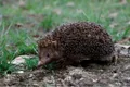 O nouă specie de arici s-a separat de altele în urmă cu mai bine de 1 milion de ani