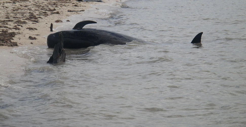 O cantitate uriaşă de plastic a fost descoperită în burta unei balene eşuate