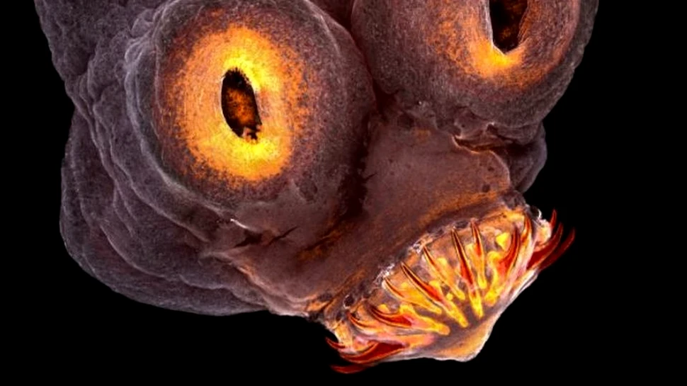 Câştigătorii competiţiei Nikon Small World: Frumuseţea lumii văzută prin microscop