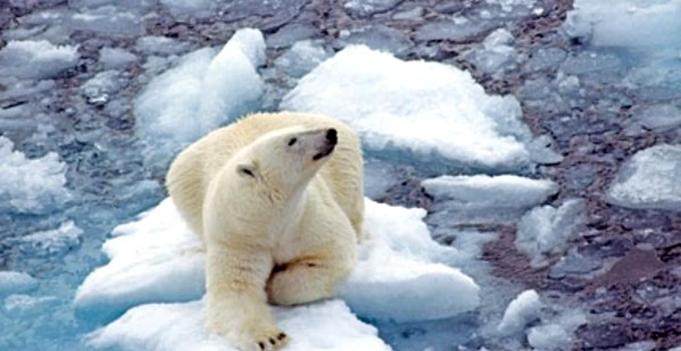 Vladimir Putin va salva ursii polari