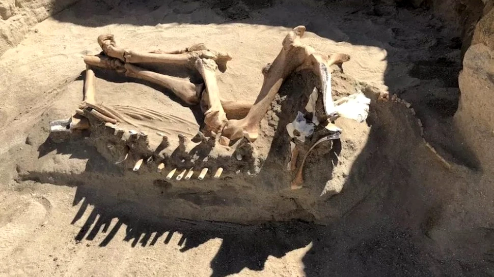 Scheletul unui cal „de la ultima eră glaciară” descoperit în Utah nu este ceea ce au crezut cercetătorii