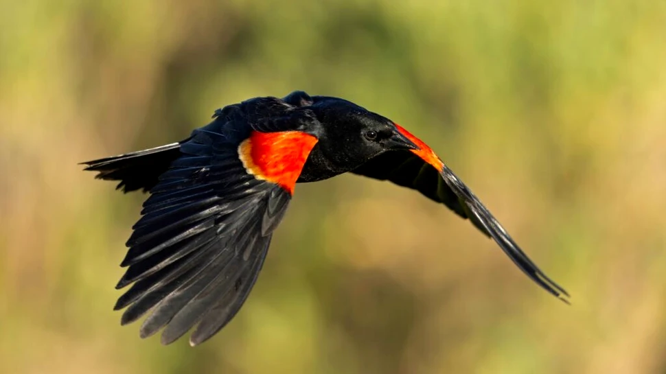 Păsările dispar în ritm accelerat în trei zone critice