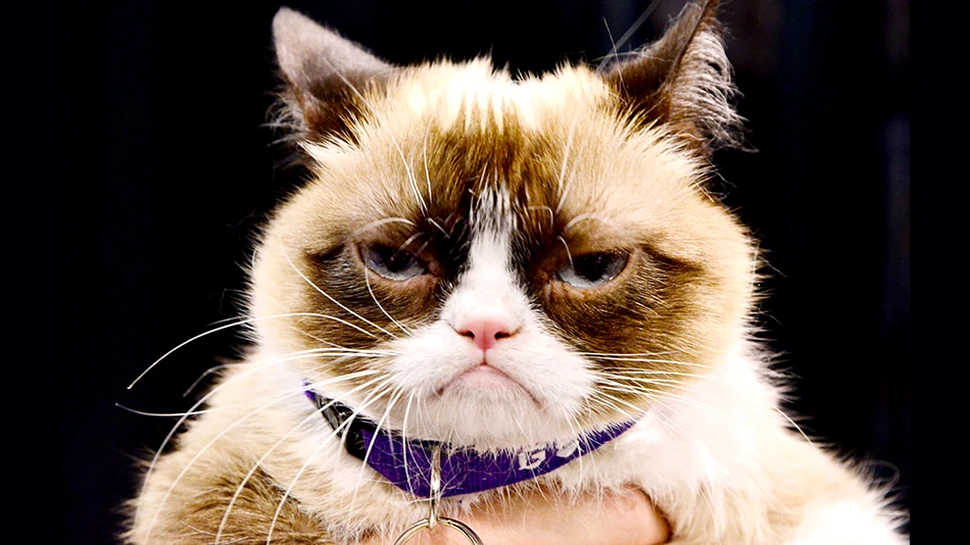 Fotografia zilei – Cats in the news