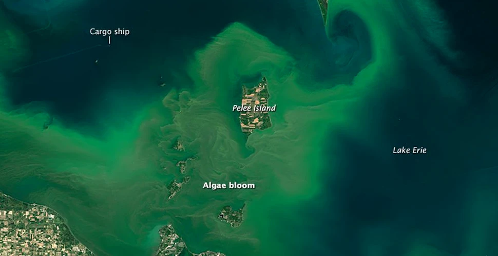 Explozie de alge în lacul Erie – IMAGINE impresionantă