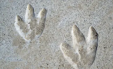 Urme de dinozaur, descoperite pe o piatră dintr-o școală din Australia