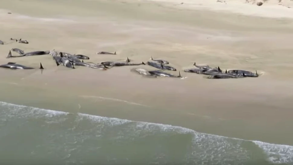 Un grup de 145 de balene a eşuat pe o plajă din Noua Zeelandă
