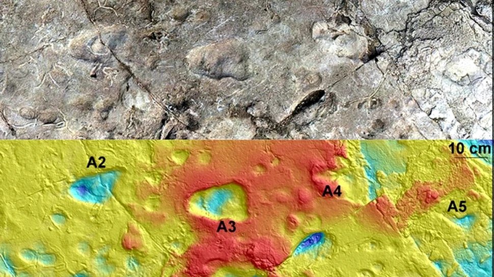 Urme de pași ciudate dezvăluie un strămoș uman care mergea asemenea unui urs pe picioarele din spate