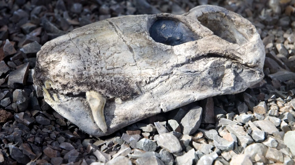 „Gorgonele” au supraviețuit extincției Permian-Triasic, dar nu pentru mult timp. Ce arată noile cercetări?