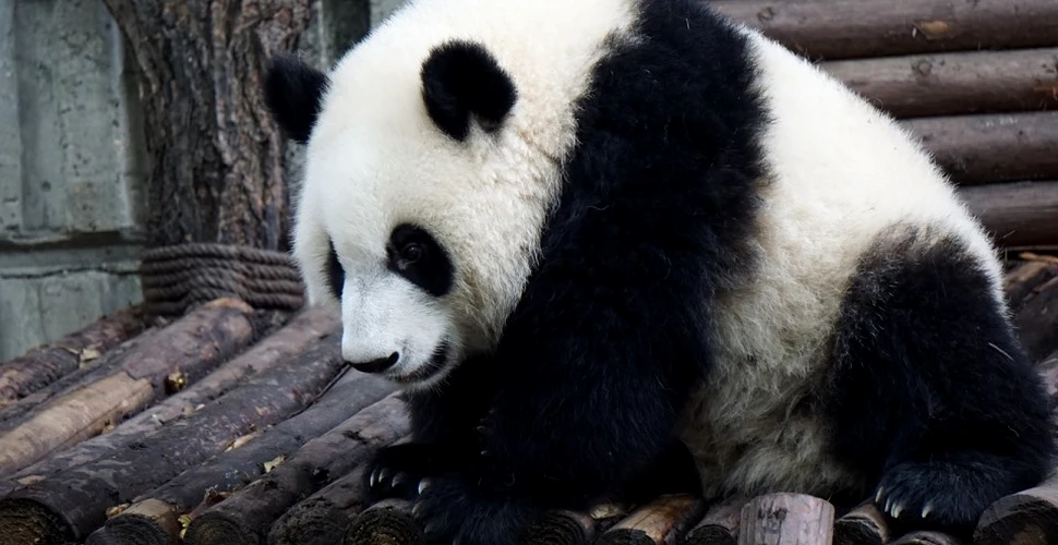 Chinezii au realizat şerveţele din excremente de urs panda